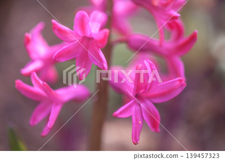 花園裡的風信子 花園裡的風信子 139457323