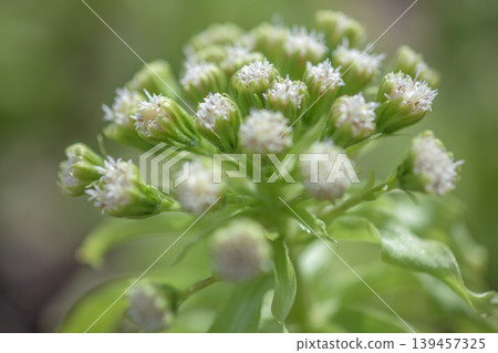 Butterbur sprouts in the garden 139457325