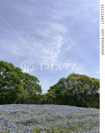 Blue sky, white clouds and blue flowers Blue sky, white clouds and blue flowers 139457335