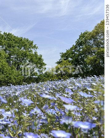 Blue sky and nemophila flowers Blue sky and nemophila flowers 139457336