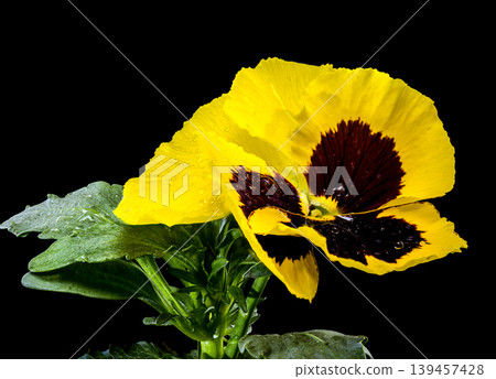 Yellow Pansy Flower With Water Drops On Black Background Isolated Yellow Pansy Flower With Water Drops On Black Background Isolated 139457428