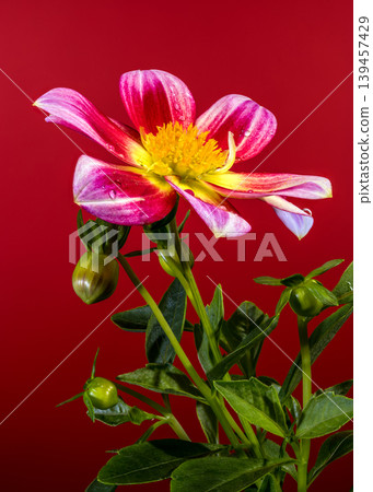 Pink and Yellow Dahlia Flower With Buds Against Red Background Pink and Yellow Dahlia Flower With Buds Against Red Background 139457429