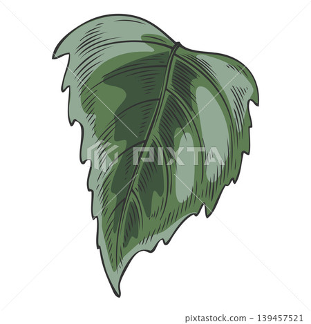 Chia plant green leaf vector sketch, Salvia hispanica, botanical hand drawn organic supplement super food herb foliage Chia plant green leaf vector sketch, Salvia hispanica, botanical hand drawn organic supplement super food herb foliage 139457521