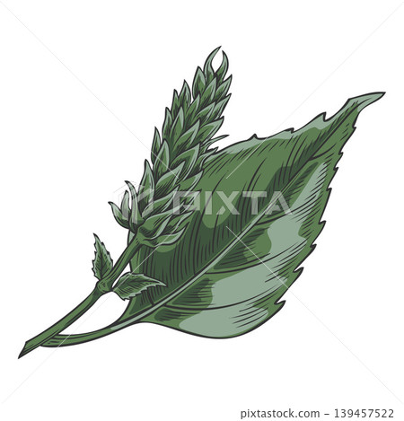 Green chia flower bud on a branch with a leaf, hand-drawn watercolor sketch. Green chia flower bud on a branch with a leaf, hand-drawn watercolor sketch. 139457522
