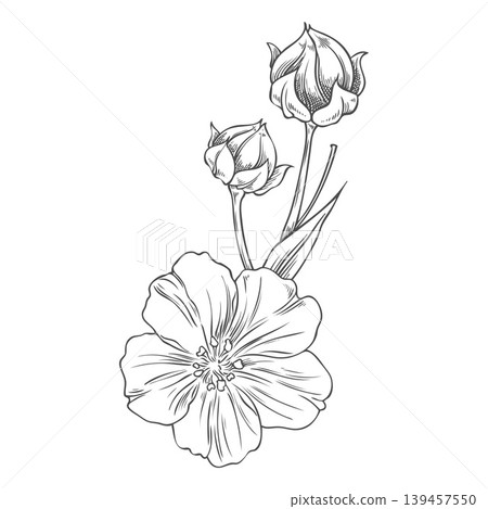 Black and white hand-drawn sketch of a flax flower and seed pods on a stem. 139457550
