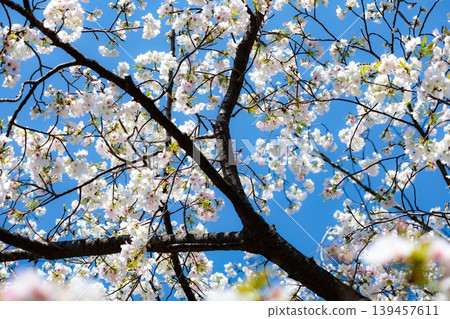 Colorful cherry blossoms shining in the spring sunshine Colorful cherry blossoms shining in the spring sunshine 139457611