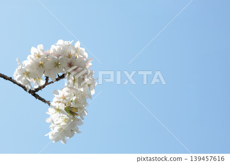 Colorful cherry blossoms shining in the spring sunshine 139457616