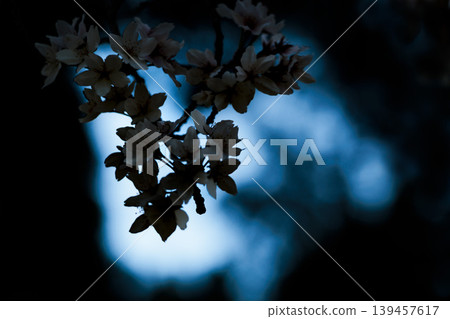 Colorful cherry blossoms shining in the spring sunshine 139457617
