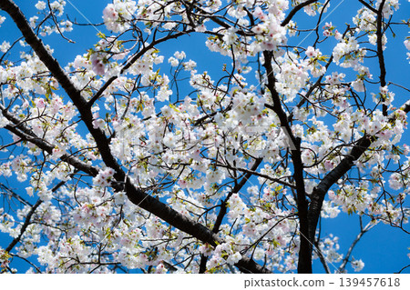 Colorful cherry blossoms shining in the spring sunshine 139457618