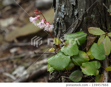 岩茉莉依附在懸崖樹根。 岩茉莉依附在懸崖樹根。 139457668