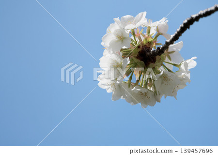 五顏六色的櫻花在春天的陽光下閃耀 139457696