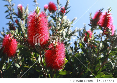 Red flower of Brassica nuci 139457724