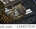 Amur leopard taking a nap 139457939