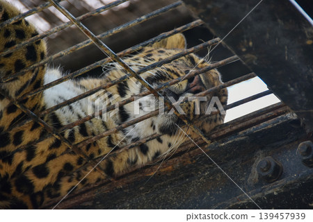 Amur leopard taking a nap Amur leopard taking a nap 139457939