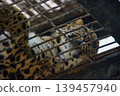 Amur leopard taking a nap 139457940