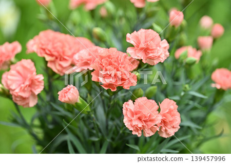 Red carnation Red carnation 139457996