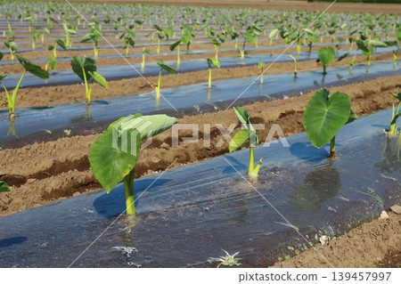 Seedlings of taro Seedlings of taro 139457997