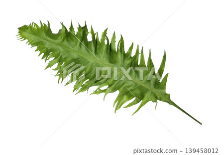 Ferns leaves isolated on white background Ferns leaves isolated on white background 139458012