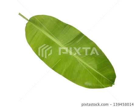 Green banana leaves isolated on white background Green banana leaves isolated on white background 139458014