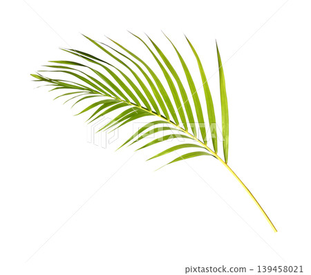 Green palm leaf isolated on white background Green palm leaf isolated on white background 139458021