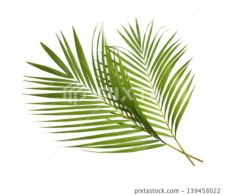 Green palm leaves isolated on white background Green palm leaves isolated on white background 139458022