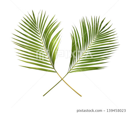 Green palm leaves isolated on white background Green palm leaves isolated on white background 139458023