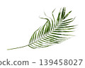 Green palm leaf isolated on white background 139458027