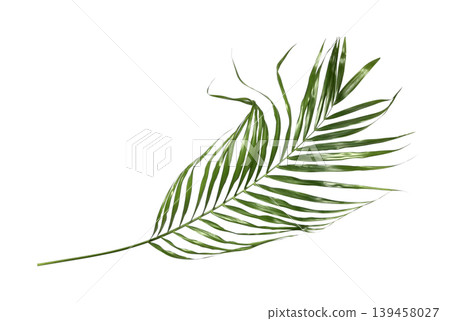 Green palm leaf isolated on white background 139458027