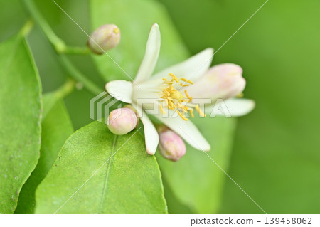 Lemon Flower 139458062