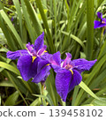A close-up photograph of a beautiful purple iris flower, with the focus on the center of the image. 139458102