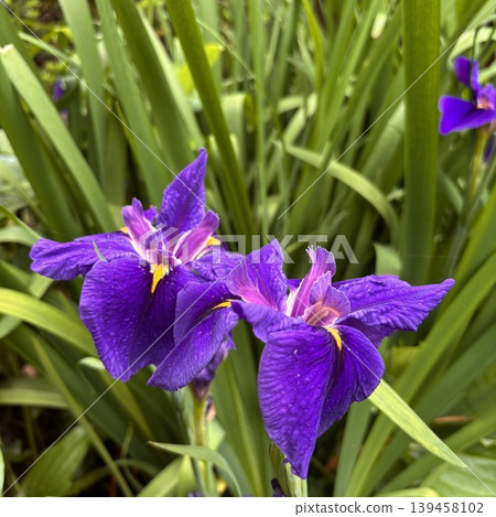 A close-up photograph of a beautiful purple iris flower, with the focus on the center of the image. A close-up photograph of a beautiful purple iris flower, with the focus on the center of the image. 139458102