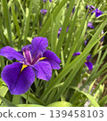 A close-up photograph of a purple iris flower, with the focus on the center of the image. 139458103