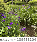 A garden filled with blooming irises in early summer 139458104