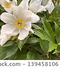 White peony root flower 139458106