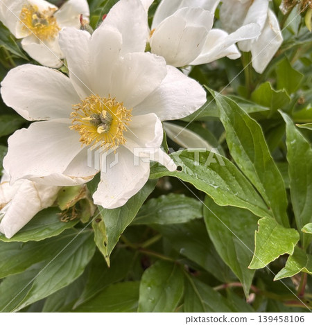 White peony root flower White peony root flower 139458106