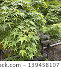 Green Maple Japanese Garden 139458107