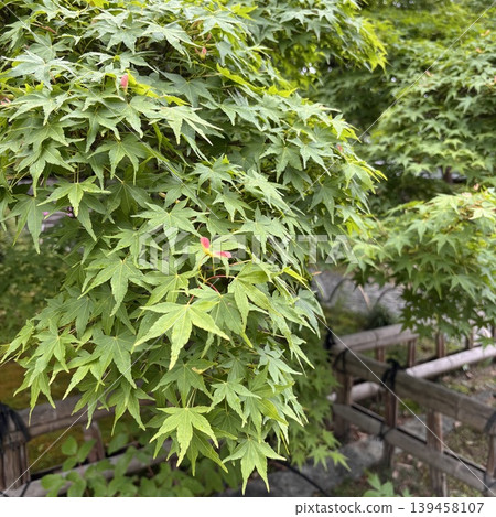 Green Maple Japanese Garden Green Maple Japanese Garden 139458107