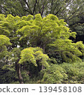 A park in early summer where the fresh green leaves of maple trees are beautiful. 139458108