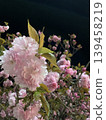 Double cherry blossoms that shine at night 139458219