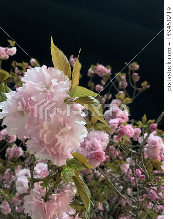 Double cherry blossoms that shine at night Double cherry blossoms that shine at night 139458219