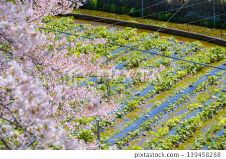 【帆高川山葵農場】櫻花與山葵田【安曇野市帆高】 【帆高川山葵農場】櫻花與山葵田【安曇野市帆高】 139458288