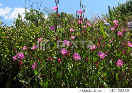 春夏野花：月見草（Yugesho）：河邊的粉紅色花。 139458289