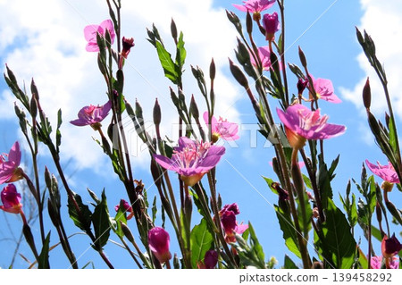 Spring and summer wildflowers: Evening primrose (Yugesho): Pink flowers by the river. Spring and summer wildflowers: Evening primrose (Yugesho): Pink flowers by the river. 139458292