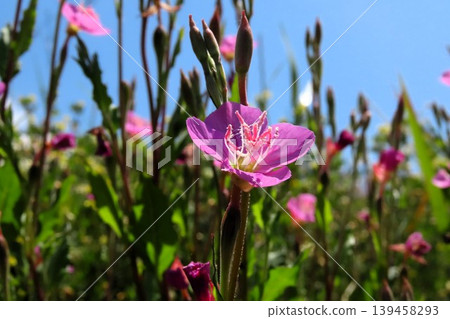 Spring and summer wildflowers: Evening primrose (Yugesho): Pink flowers by the river. Spring and summer wildflowers: Evening primrose (Yugesho): Pink flowers by the river. 139458293