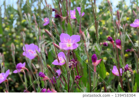 Spring and summer wildflowers: Evening primrose (Yugesho): Pink flowers by the river. Spring and summer wildflowers: Evening primrose (Yugesho): Pink flowers by the river. 139458304