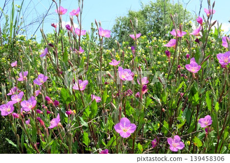 春夏野花：月見草（Yugesho）：河邊的粉紅色花。 139458306