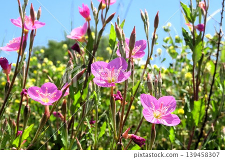 Spring and summer wildflowers: Evening primrose (Yugesho): Pink flowers by the river. 139458307