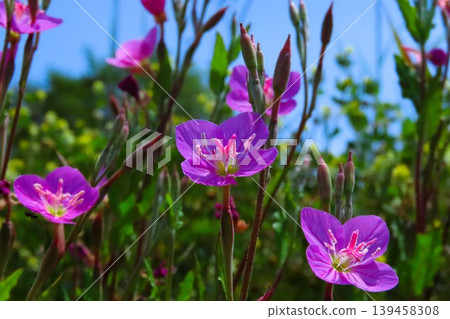 春夏野花：月見草（Yugesho）：河邊的粉紅色花。 139458308