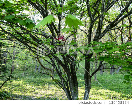 日本楓樹(Acer palmatum)春天會開出美麗的紫紅色花朵,花朵垂掛下來,它的葉子像天狗的扇子。 日本楓樹(Acer palmatum)春天會開出美麗的紫紅色花朵,花朵垂掛下來,它的葉子像天狗的扇子。 139458324