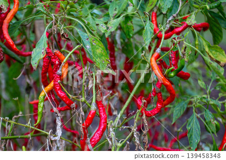 A scene of harvesting ripe red chili peppers. 139458348